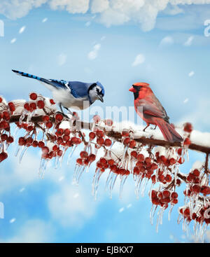 Les oiseaux en hiver Banque D'Images