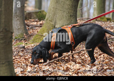 Chien noir et feu autrichien Banque D'Images