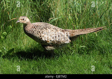 Poule faisan Banque D'Images