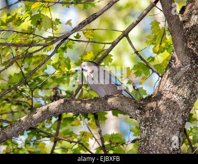 Jay avec un écrou sur un arbre dans la forêt Banque D'Images