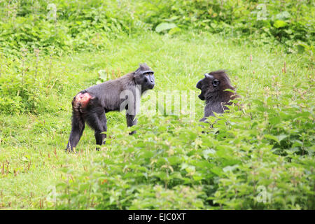 Sulawesi crested macaque jurer. Banque D'Images