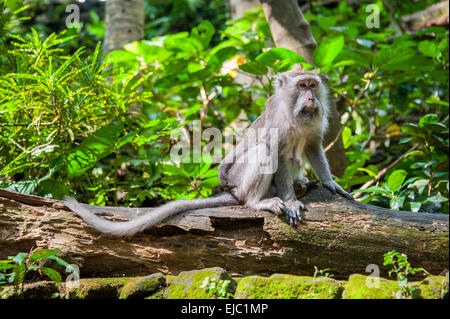 Singe dans la jungle Banque D'Images