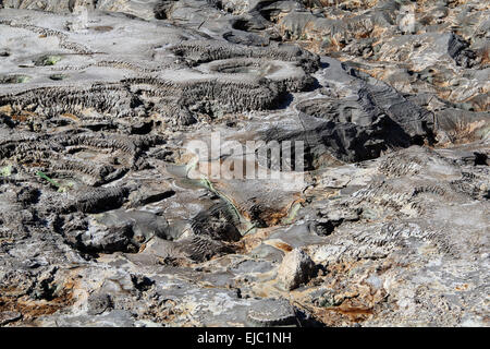 Solfatara Pozzuoli cratère volcanique Banque D'Images