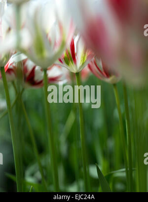 Tulip Vert printemps Banque D'Images