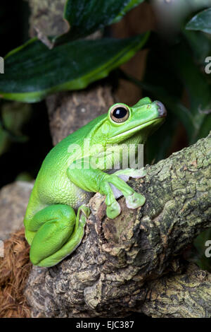 grenouille attentif Banque D'Images