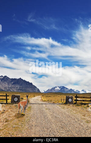 La route montres guanaco gracieux Banque D'Images