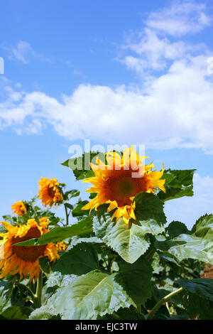 Photo de tournesol, close-up Banque D'Images