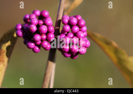 Callicarpa bodinieri Profusion Banque D'Images