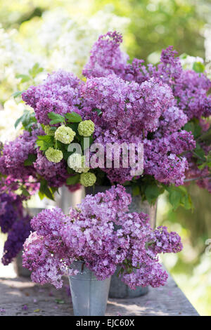 Couper les tiges de fleurs de lilas (Syringa vulgaris) et la boule de neige (Viburnum opulus 'Roseum') au printemps Banque D'Images