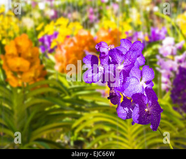 Orchidée Vanda coerulea bleue Banque D'Images