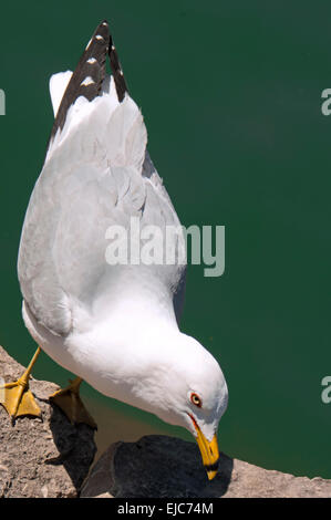 Un très gros plan d'une mouette sur un mur de béton sur le lac Michigan à Chicago. Banque D'Images