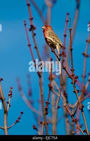 Un roselin familier se trouve perché sur branche d'arbre. Banque D'Images