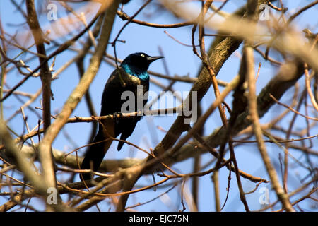 Un quiscale bronzé se trouve perché sur une branche d'arbre au début du printemps. Banque D'Images