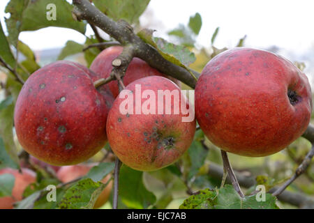 Les pommes non traitées sur apple tree Banque D'Images