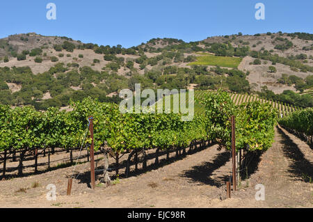 Napa Valley Winery en Californie Banque D'Images