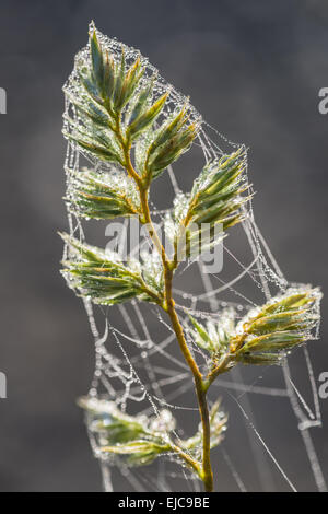 Rosée sur l'herbe, Rhoen, Allemagne Banque D'Images