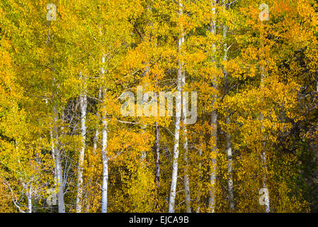 Aspen Trees in autumn Banque D'Images