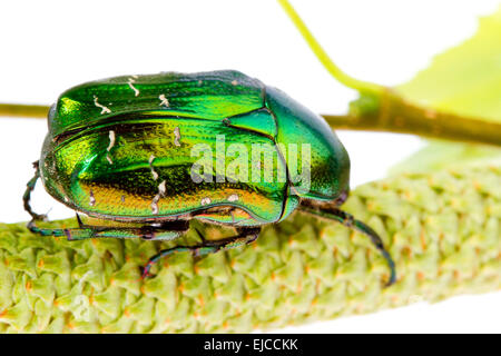 Rose chafer Banque D'Images