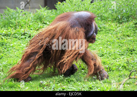 Orang-outan mâle Banque D'Images