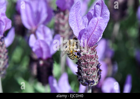 Abeille sur Lavande Banque D'Images