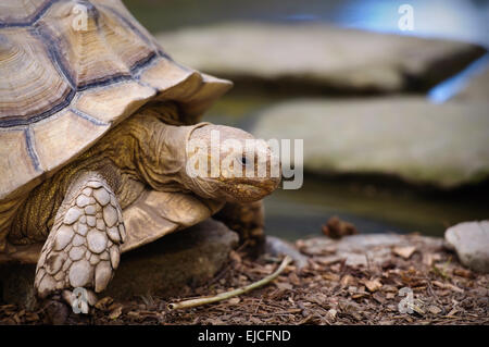 Tortue géante sur terre Banque D'Images