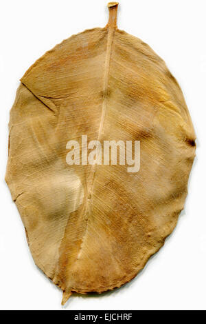 feuille sèche Banque D'Images