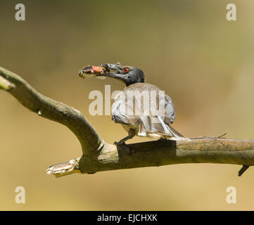 Friarbird bruyant (Philemon corniculatus) avec des proies, New South Wales, Australie Banque D'Images
