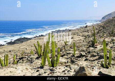 Cactus sur la côte du Pacifique au Pérou Banque D'Images