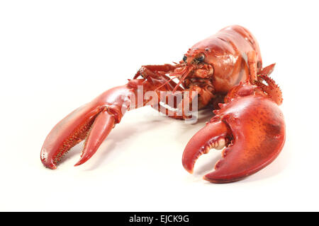 Homard fraîchement cuit Banque D'Images