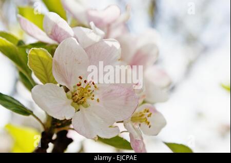 Printemps Peach Blossom Close Up Banque D'Images