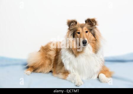 Collie allongé sur un tapis bleu Banque D'Images