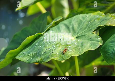 Sur une feuille rosée Wasp Banque D'Images