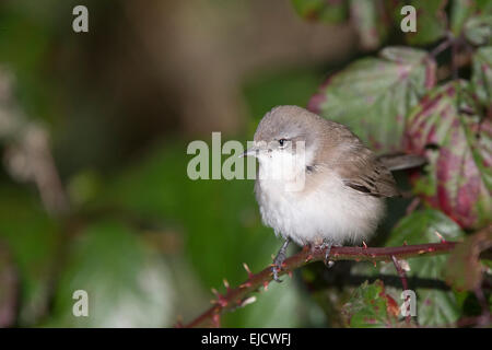 Fauvette grisette moindre, sous-espèce orientale, perché dans bramble, réservoir Stithians, Cornwall, England, UK. Banque D'Images