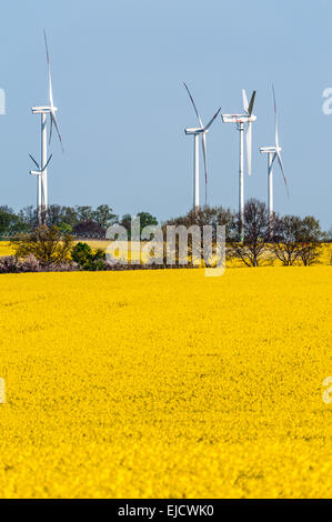 Éoliennes et champ de colza Banque D'Images