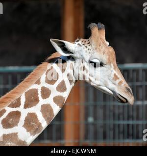 Girafe dans un zoo Banque D'Images