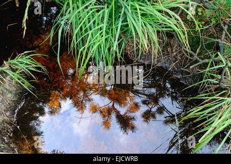 L'eau dans la tourbière en miroir Banque D'Images