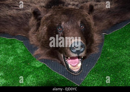 L'ours brun est mammifère prédateur de la famille des ours, l'un des plus grands et des plus dangereux prédateurs terrestres Banque D'Images