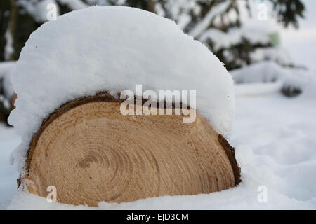 Anneaux d'un arbre en hiver Banque D'Images