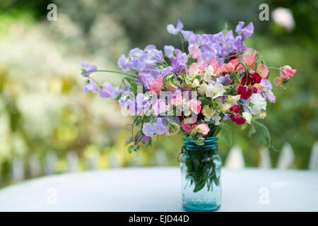 Les petits pois, Lathyrus odoratus, en bleu pot mise en conserve Banque D'Images