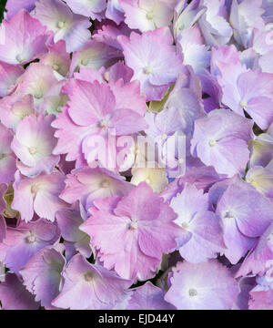 Pétales de rose et de lavande l'hydrangea Banque D'Images