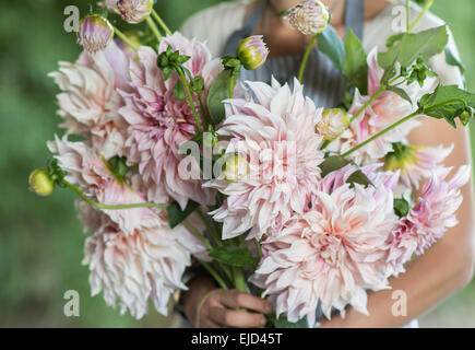 Couper les tiges de dahlia Café au Lait Banque D'Images