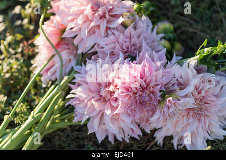 Couper les tiges de dahlia Café au Lait Banque D'Images