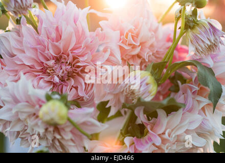 Couper les tiges de dahlia Café au Lait Banque D'Images