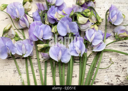 Pois de senteur (Lathyrus odoratus) Winter Sunshine Blue Banque D'Images