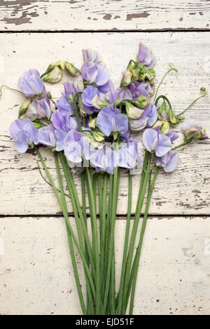 Pois de senteur (Lathyrus odoratus) Winter Sunshine Blue Banque D'Images