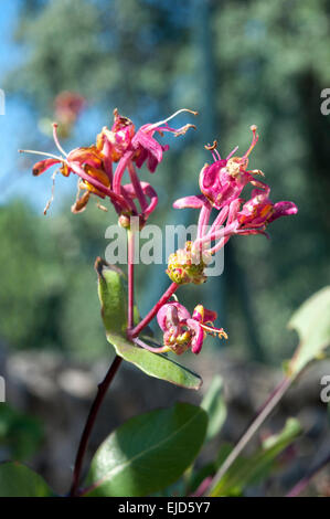 Les fleurs et les feuilles de chèvrefeuille étrusque, Lonicera etrusca. Photo prise à Colmenar Viejo, Madrid, Espagne Banque D'Images