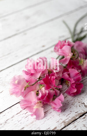 Pois de senteur (Lathyrus odoratus) Winter Sunshine Rose Banque D'Images