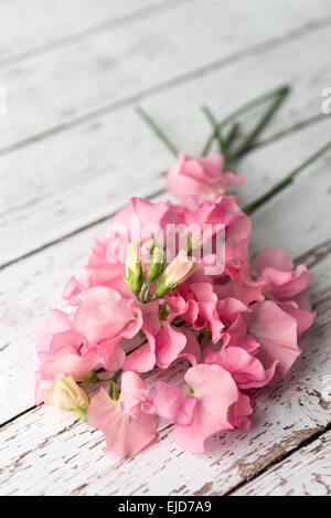 Pois de senteur (Lathyrus odoratus) Winter Sunshine Pink Banque D'Images