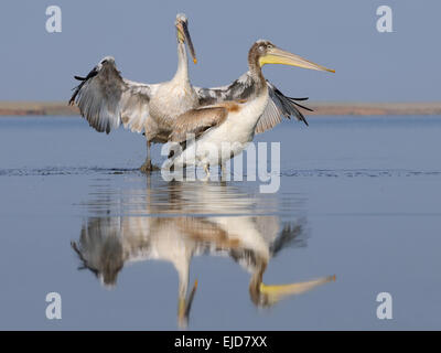 Les jeunes adultes et les pélicans dalmates sur Manych lake en août matin Banque D'Images