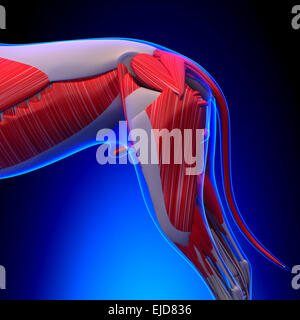 Muscles chien Anatomie - anatomie d'un homme chien Muscles Banque D'Images